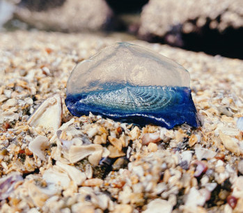 https://commons.wikimedia.org/wiki/File:Velella_in_California_April_2020.jpg#filelinks