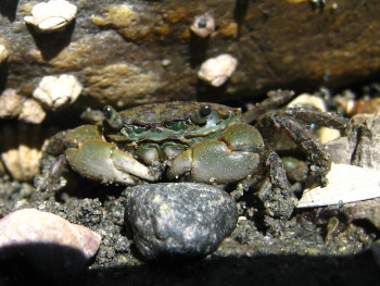 Source web page: https://commons.wikimedia.org/wiki/File:Hemigrapsus_on_Orcas_Island.JPG#metadata