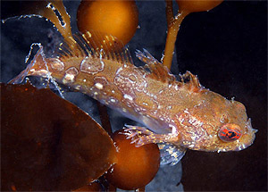 Web page source: http://ladiving.smugmug.com/FieldGuide/Rockfish-and-Sculpins/5562702_M7bDQ/3/348774066_6qd7s/Medium