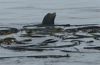 Source page: http://www.photolib.noaa.gov/htmls/sanc1798.htm