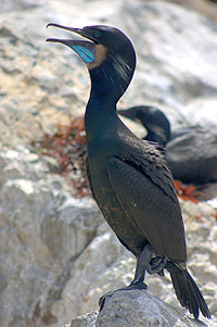 Source web page: http://www.sanctuarysimon.org/photos/photo_info.php?photoID=1570&search=kw&speciesSearchTerm=&keywordSearchTerm=cormorant&locationSearch=&s=0&page=1