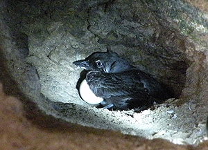 Web page source: Source: http://www.darrp.noaa.gov/southwest/montrose/santabarbara.html